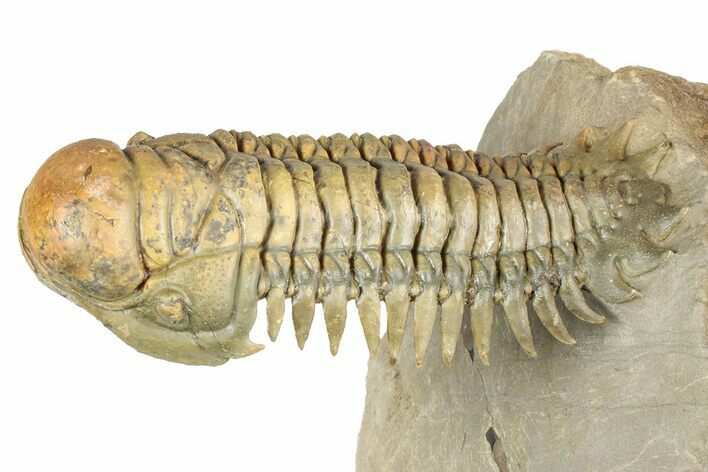 Flying Crotalocephalina Trilobite - Exposed Hyposteme #339446